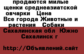 продаются милые щенки среднеазиатской овчарки › Цена ­ 30 000 - Все города Животные и растения » Собаки   . Сахалинская обл.,Южно-Сахалинск г.